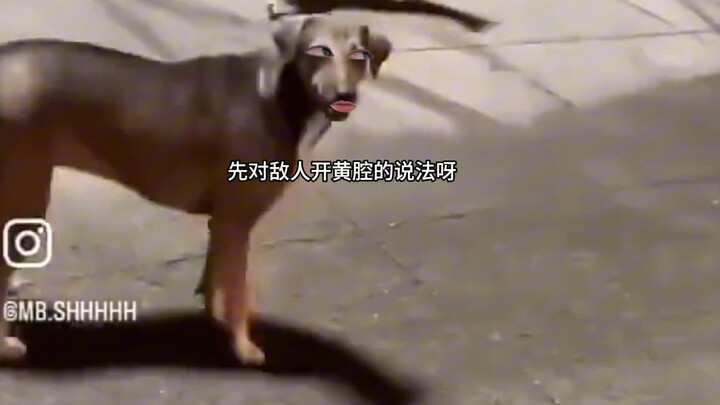 Dog: I’d rather have a knife stabbed into my back!