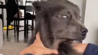It turns out that Samoyed has black