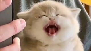 يا قطة صغيرة، كلما زادت مقاومتك، زاد إثارتي!!!