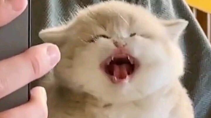 Little kitty, the more you resist, the more excited I get!!!