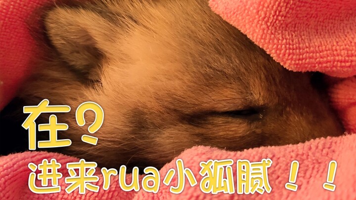 【ทาร์ตไข่】นอนหลับพิงอกน้องจิ้งจอกน้อยจะรู้สึกยังไงนะ? รอมา 18 เดือน น้องจิ้งจอกน้อยก็กลับถึงบ้านสักท