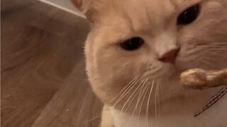 How to Fish for Kittens