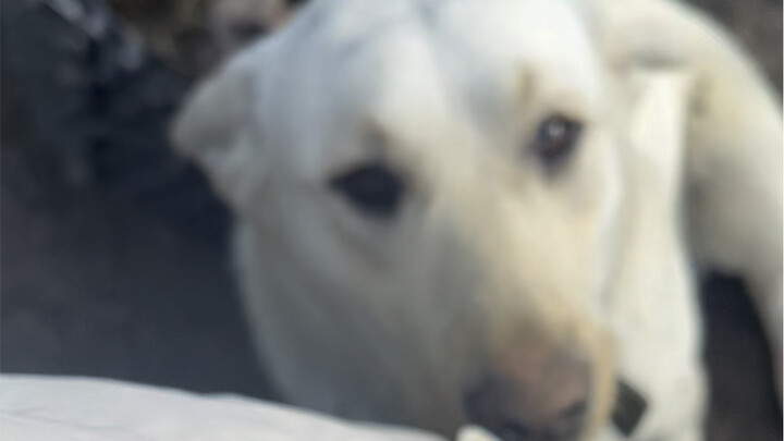 狗都卷成这样，谁能受的了