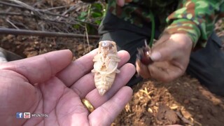 BỌ CHÚA TRONG KÉN NƯỚNG ĐÁ