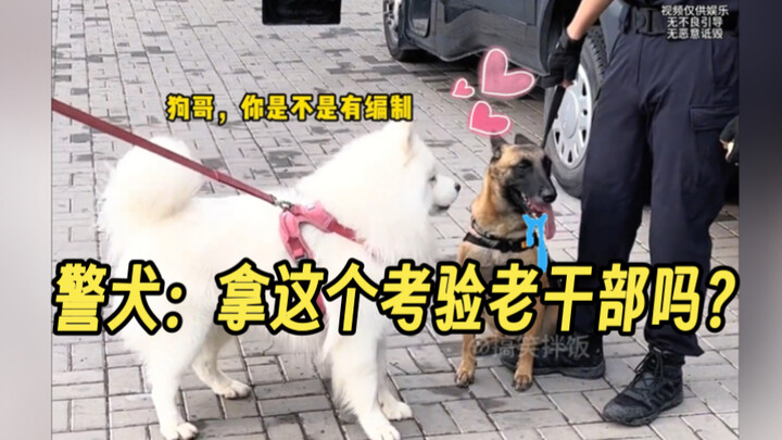 When an ordinary dog meets a “government‑employed” dog—turns out even the canine world has its own s