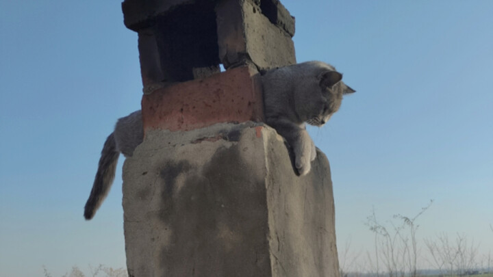 The first batch of cats returning to the countryside have already let loose and gone wild.