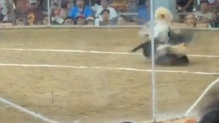 Rja kanaway Lateborn Semis...Ctto buyers video...