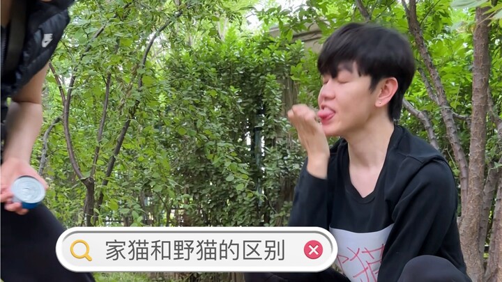 ความแตกต่างระหว่างแมวบ้านกับแมวป่า