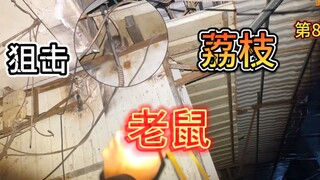 城中村老鼠泛滥，鼠王疯狂挑衅，不料被一发打爆荔枝，隔着屏幕我都觉得痛！