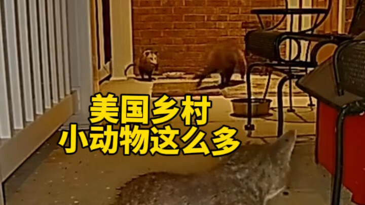ชีวิตชนบทอเมริกาคือความหลากหลายของสัตว์เล็ก