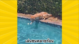 สัตว์เลี้ยงเพื่อนขนปุย : เล่นซนคลายร้อน