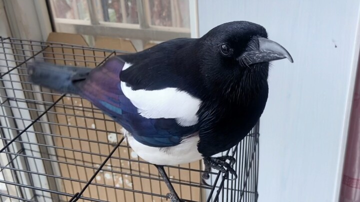 นกตัวนี้ไปเรียนคำว่า “พูดบ้าอะไรนักหนา” มาตอนไหนนะ? ตั้งแต่เช้ามืดก็โดนพวกเสียงนกร้องรุมจู่โจมอยู่นี