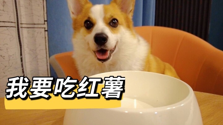 Anjing makan ubi jalar sampai air liur menetes ke mana-mana, pantas saja gemuk kayak babi!