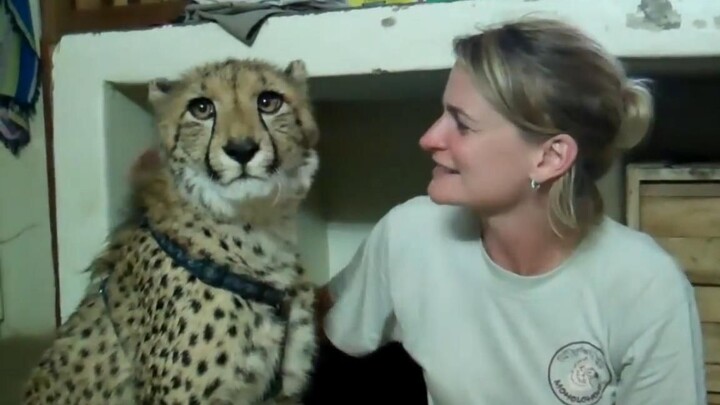 Beautiful Volunteer and a Dumbly Cute Cheetah