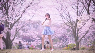 【Từ đây】Anh yêu em❤️Mùa hoa anh đào đã đến～