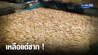 น้ำป่าซัดกระชังปลา ทิ้งไว้เพียงซากปลาตาย นับล้านตัว | เคาะข่าวเช้า | GMM25