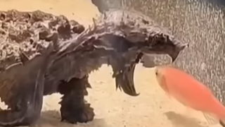 The old tortoise eats the tender fish; the veteran comrade is very patient.