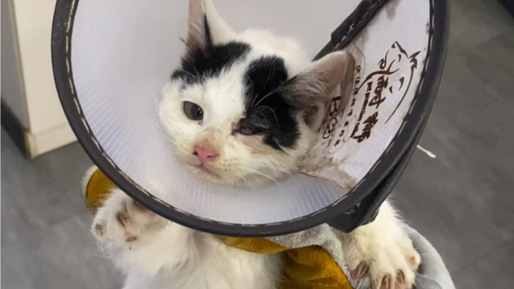 Ba người vây quanh cuối cùng cũng hạ gục được bộ râu mọc trên mặt