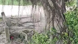 ต้นไม้: เมื่อหุ้มด้วยสายเคเบิลแสงแล้ว ใครบ้างจะกล้าแตะต้องข้า?