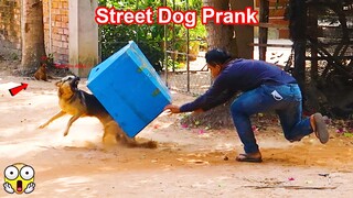 Wow So Funny! Street Dogs Prank with Super Big Box [Big Box Funny Prank Dog] -Try Not to Laugh 2022