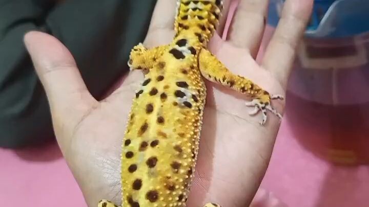 geko