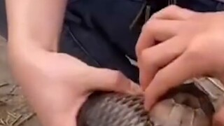 Ikan konyol "terbaring mati" di danau, manusia menangkapnya dengan tangan kosong dan melepaskannya. 