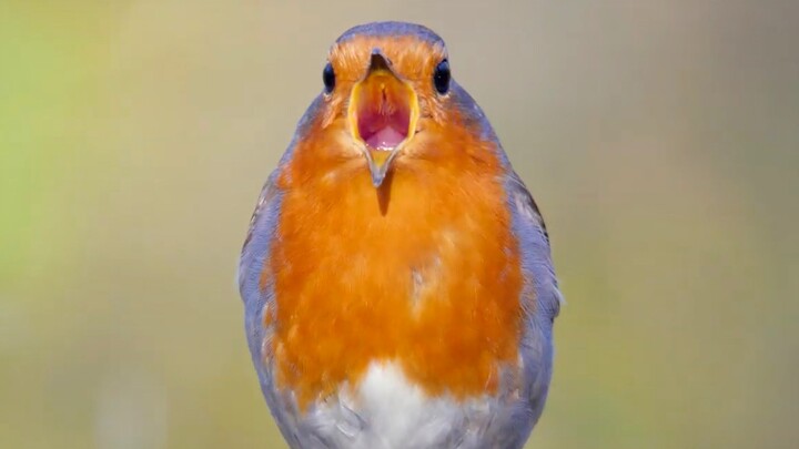 A chubby robin sings loudly under the blue sky.