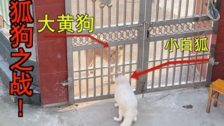 狐狸还能当狗用？？？