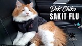 Dek Chiko Lagi Sakit Flu#funnycats #animals #pet #cats #funnyvideos #funny#funnyanimals funny videos
