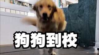 Taman penitipan siang buka pukul 7, ayo lihat jam berapa anjing-anjing tiba di sekolah! (Versi Super