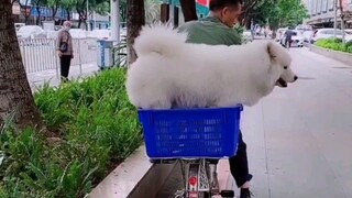 กลวงเย่เย่