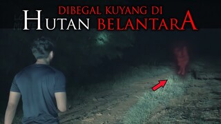 🔴 DIBEGAL KUYANG DI HUTAN BELANTARA