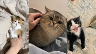 Kitten: Can’t you see that I’m angry?