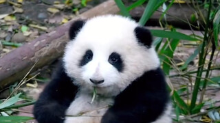 Hua Hua's Growth Story — Even Cuter Than Hua Hua Is Hua Hua as a Baby