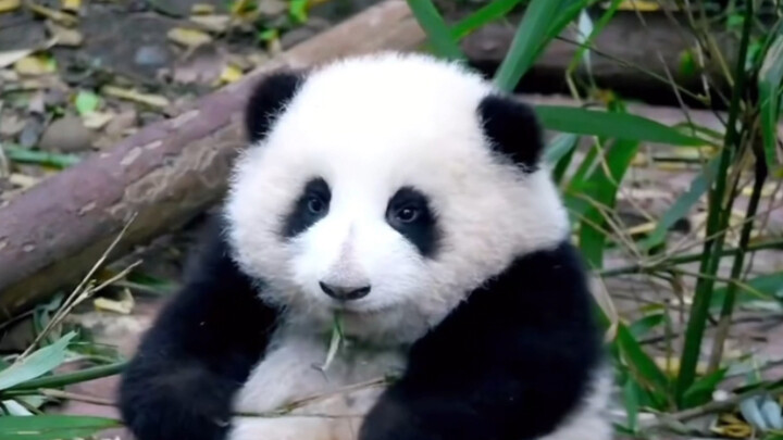 قصة نمو هواهوا——ما هو أجمل من هواهوا هو هيئتها عندما كانت صغيرة