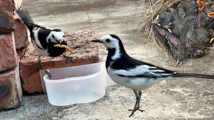 Two white wagtails have raised a brood of chicks on the roof of my building.