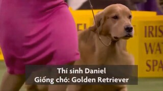 Những Nhà Vô Địch Cuộc Thi Chó Thuần Chủng Thế Giới