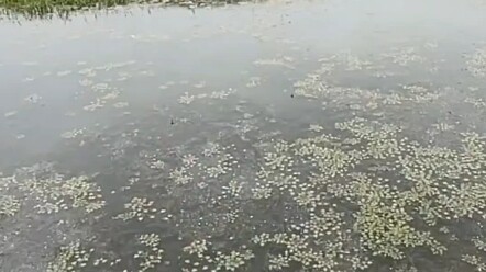 Menggunakan ketapel untuk memukul kartu remi, daya rusaknya cukup bagus