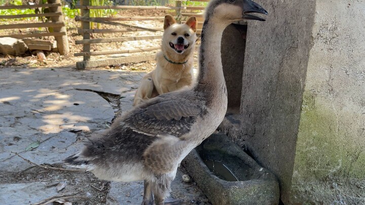 Angsa besar yang menghajar habis tiga ekor anjing, kalah dari seekor bebek.