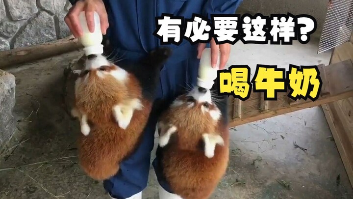 Animals that gulp down milk!