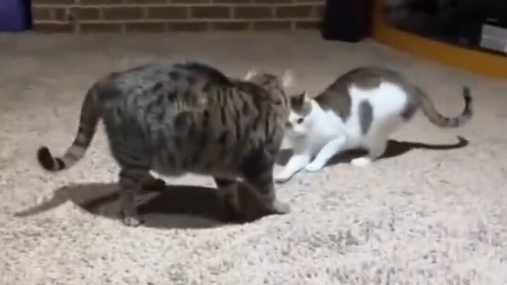 When the best friend’s cat, clueless and ill-mannered, dares to pick a fight with a 17-pound fat cat
