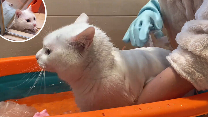 Gentle and Lovely Cat Spouts Insults While Having a Bath!