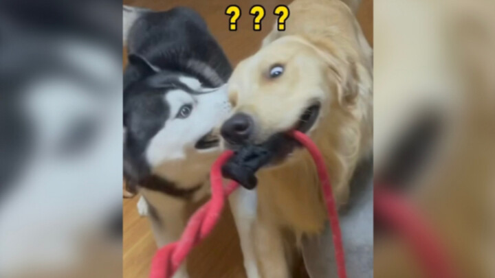 Pit Bull: Golden Retriever bro, I’m here to help you!