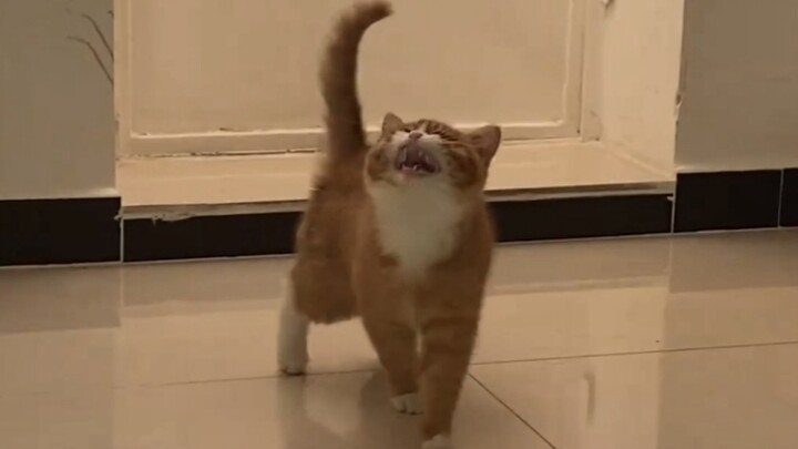 “Hearing a chorus of meows!”