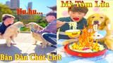 Thú Cưng TV | Dương KC Pets | Gia Đình Gâu Đần #22 | Chó Golden thông minh vui nhộn | funny cute dog