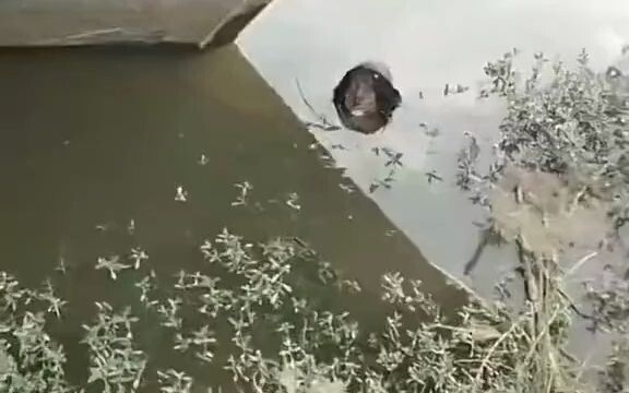 I declare this to be the scariest video of 2023.