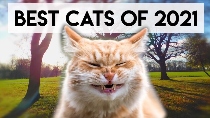 Funny Cats Compilation 2021