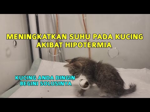 Penyembuhan Hipotermia [Suhu Dingin] Pada Kucing