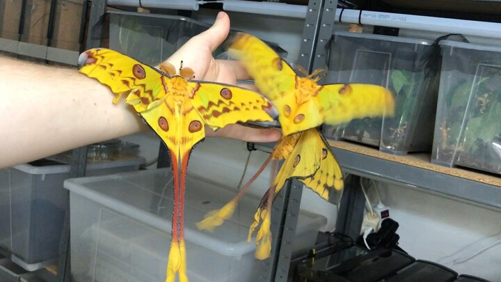 ดาวหางผีเสื้อกลางคืนพื้นเมืองมาดากัสการ์