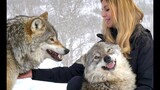 LARGE NORWEGIAN WOLVES - BITE, FIGHT & FLIGHT